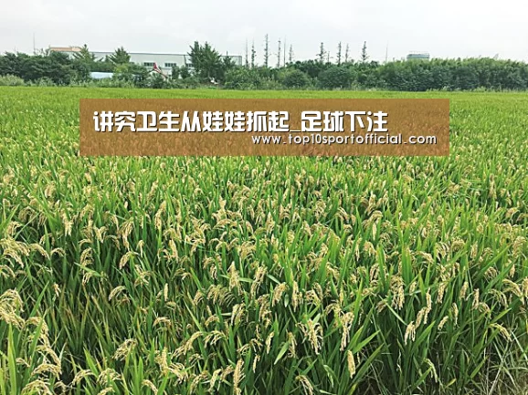 足球竞彩